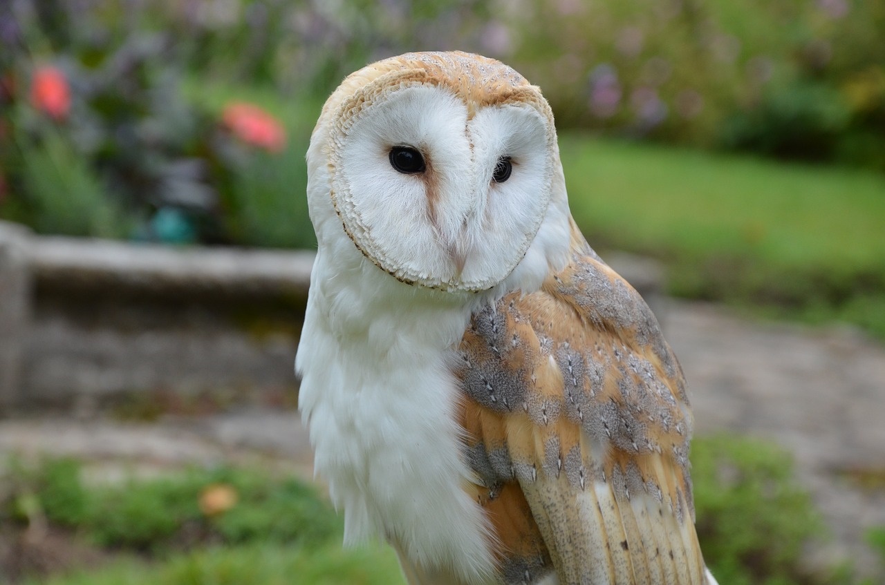 barn-owl-1208033 1280 barn-owl-1208033 1280